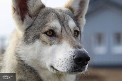 Перечислены самые интересные факты о волках - mur.tv