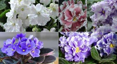 Фото и описания самых красивых сортов домашних фиалок всех цветов радуги, кроме одного - lublusebya.ru
