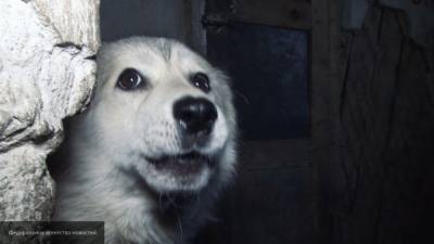 Полиция проверит факт жестокого обращения с собакой в Кимрах - mur.tv - Тверь - Тверская обл.