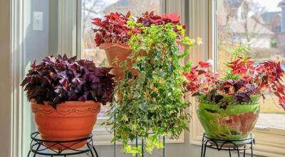 6 комнатных растений, которые приносят удачу - lublusebya.ru
