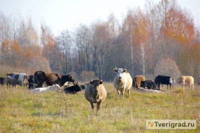 В Тверской области стадо коров с агрессивными быками держит в страхе несколько деревень - mur.tv - Тверская обл.