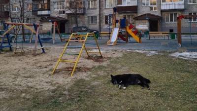 В Тюмени на детской площадке двое охотников убили собаку - mur.tv - Тюмень