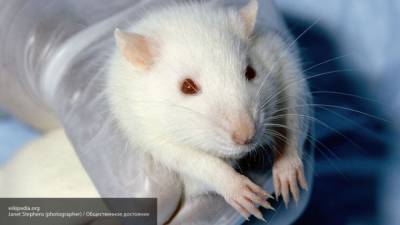 Крысы помогают российским ученым выявлять коронавирус - mur.tv - Великий Новгород