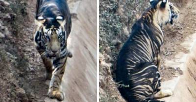 В Индии фотограф сумел заснял одного из 6-7 редких тигров. И этот зверь почти чёрный! - mur.tv - India - штат Одиша