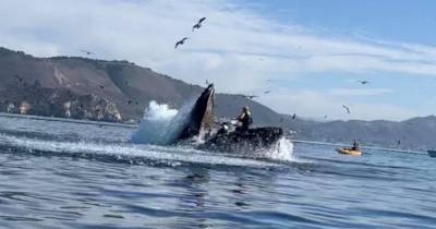 Подруги наблюдали за китами с воды и чуть не попали одному из них в рот. И видео их встречи лучший ужастик - mur.tv - штат Калифорния