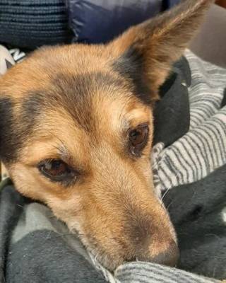 Курганцы спасли еще одну собаку, которую пытались убить живодеры - mur.tv