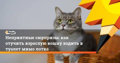 Людмила Макарова - Неприятные сюрпризы: как отучить взрослую кошку ходить в туалет мимо лотка - mur.tv