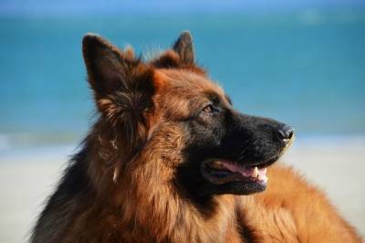 Собаки по эффективности обошли тесты на COVID-19 – Cursorinfo: главные новости Израиля - mur.tv - Израиль