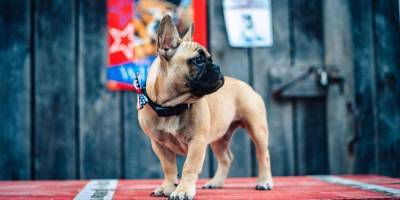 Собака победила на выборах мэра города Рэббит-Хэш в США - mur.tv - Сша - штат Кентукки
