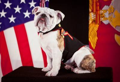 Джон Байден - Собаки Америки тоже голосуют: вот четвероногие герои прошедших выборов - mur.tv - Сша
