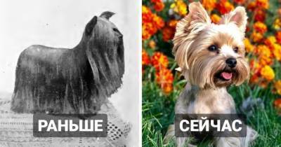 15 сравнений того, какими разные породы собак были более 100 лет назад, и как они выглядят сейчас - mur.tv
