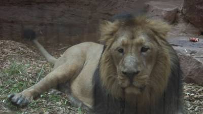 Немецкий зоопарк убьет краснокнижного льва из-за его бесплодия. - mur.tv