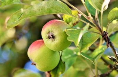 Профессиональные садоводы рассказали о главных преимуществах посадки карликовых яблонь - sadogorod.club