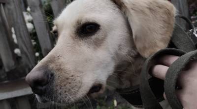 Собачье сердце разбивали дважды, и красотка Мая до сих пор ждёт, когда её приютят… - mur.tv
