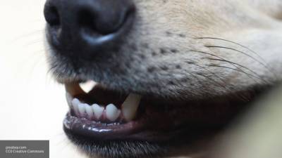 СК возбудил дело после нападений агрессивных собак на астраханцев - mur.tv - Астрахань