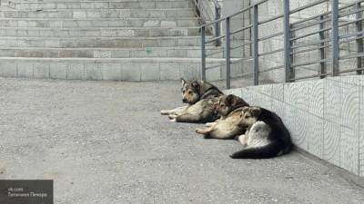 СК РФ завел уголовное дело после нападений бродячих собак в Астрахани - mur.tv - Россия - Астрахань