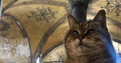 Али Ерликая - Умерла кошка, прожившая 16 лет в соборе Святой Софии - mur.tv - Турция - Стамбул