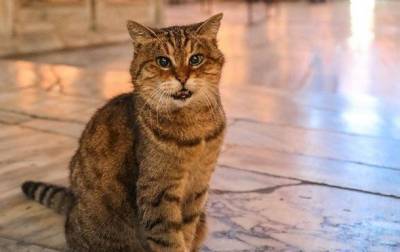 В Турции умерла знаменитая кошка Гли - mur.tv - Турция - Стамбул