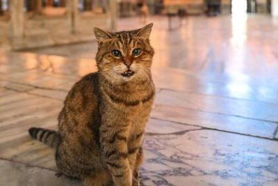 Умерла прожившая 16 лет в соборе Святой Софии кошка - mur.tv - Турция - Стамбул