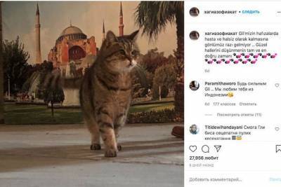 Али Ерликая - Умерла кошка Гли, ставшая одним из символов Стамбула - mur.tv - Турция - Стамбул - София