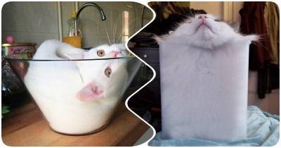Наглядные доказательства того, что коты – это жидкость - mur.tv