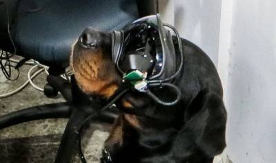 Армия США разрабатывает систему дополненной реальности для военных собак - mur.tv - Сша