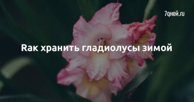 Rак хранить гладиолусы зимой - 7days.ru
