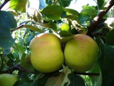 Описание сортов яблони (Мелба, Мантет, Сергиана) - sadogorod.club - Украина - Канада