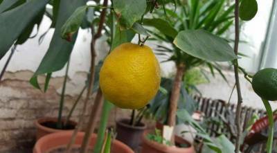 Лимон из косточек: посев, формирование, подкормки, борьба с вредителями - sadogorod.club
