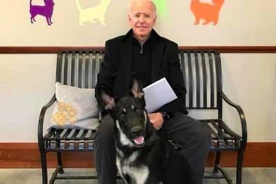 Джон Байден - Собака Байдена окажется первой из приюта в Белом доме - mur.tv - Сша - state Delaware