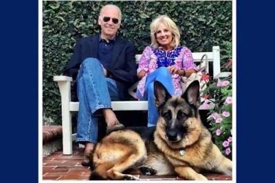 Джон Байден - Питомец Байдена станет первым псом из приюта в Белом доме - mur.tv - Сша - state Delaware