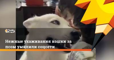 Нежные ухаживания кошки за псом умилили соцсети - mur.tv