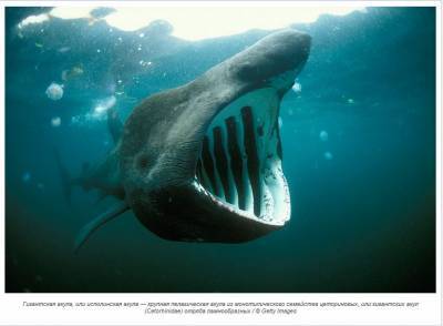 Экологи подсчитали, сколько акул придется убить ради производства вакцины от коронавируса - mur.tv - Англия