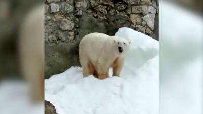 В Московском зоопарке умерла белая медведица - mur.tv - Россия