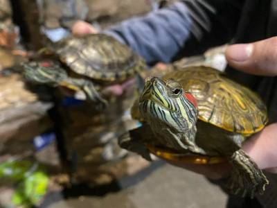 На мусоросортировочном комплексе среди отходов нашли двух красноухих черепах - mur.tv - Ульяновск