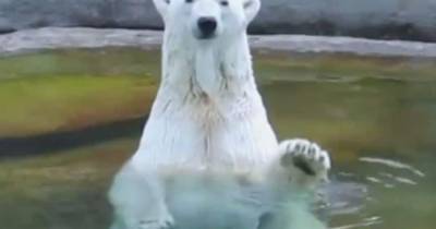 Белая медведица из Московского зоопарка умерла перед юбилеем - mur.tv