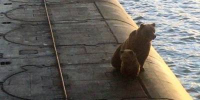 В России застрелили медведицу с медвежонком, которые вылезли на атомную подлодку - mur.tv - Россия - Рязань