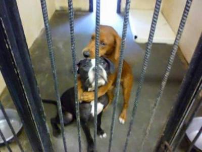 Невероятная история: приютских собак, отобранных для усыпления, спасло одно фото - mur.tv