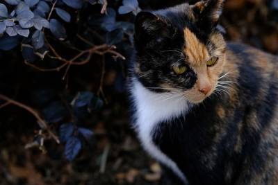 Поздняя осень и риски для здоровья вашей кошки - mur.tv