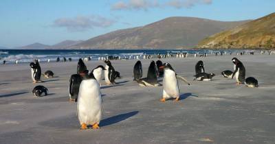 Оказалось, что субантарктический пингвин это 4 разных вида - mur.tv - Мальвинские Острова