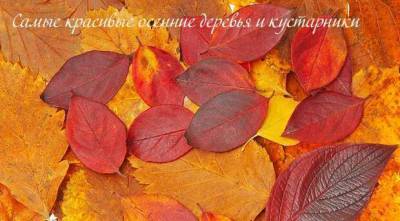 Неприхотливые деревья и кустарники с красивой осенней листвой - lublusebya.ru