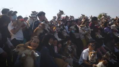 Триста корги собрали на тематическую вечеринку в Шанхае. - mur.tv - Шанхай