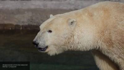 Белая медведица Мурма умерла в московском зоопарке от старости - mur.tv