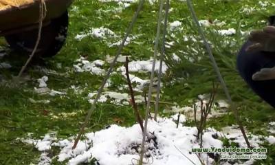 Утепление цветов на зиму – лапник, листва или синтетические материалы? - sadogorod.club