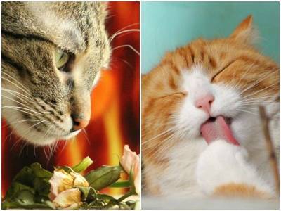 Запахи, которые любит и не выносит ваша кошка - mur.tv