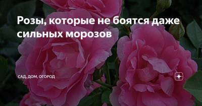 Розы, которые не боятся даже сильных морозов - sadogorod.club