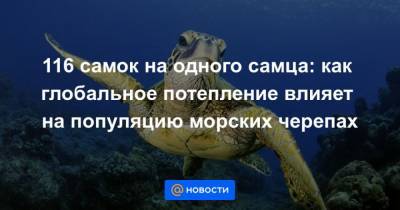 116 самок на одного самца: как глобальное потепление влияет на популяцию морских черепах - mur.tv