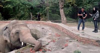 В Пакистане благодаря певице Шер освободили самого одинокого слона в мире - mur.tv - Пакистан - Камбоджа - Исламабад
