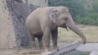 Урал принял участие в спасении слона из зоопарка Исламабада - mur.tv - Россия - Пакистан - Камбоджа - Исламабад