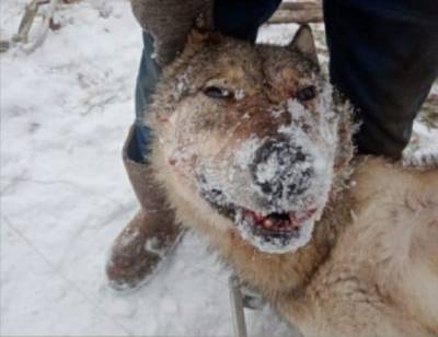В Емве поймали 90-килограммового волка - mur.tv